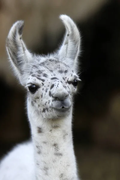 Närbild Djur Zoo — Stockfoto