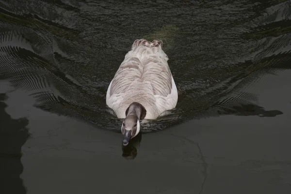 Ganso Comum Selvagem Canadá Branta Canadensis — Fotografia de Stock