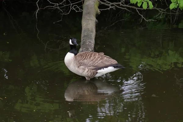 일반적인 캐나다 Branta — 스톡 사진