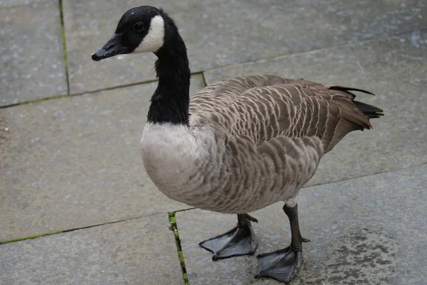 Ganso Común Canadá Salvaje Branta Canadensis —  Fotos de Stock