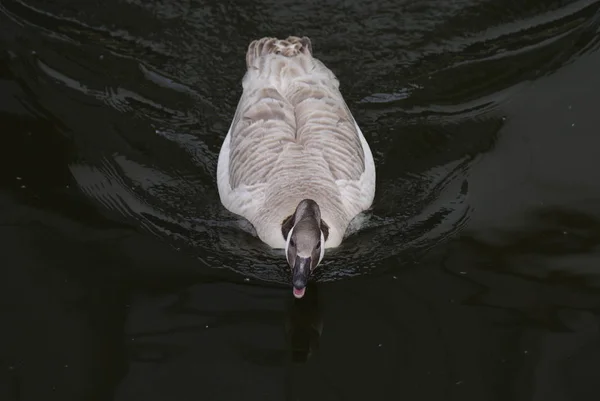 Wild Gemeenschappelijk Canada Goose Branta Canadensis — Stockfoto