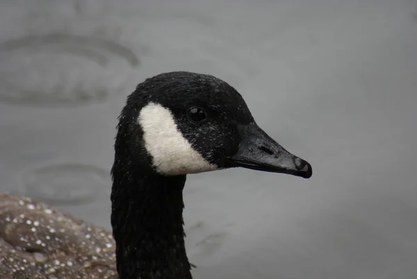 Vilda Gemensamma Kanadagås Branta Canadensis — Stockfoto