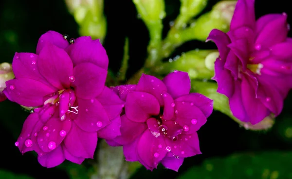 Blume Mit Wassertropfen — Stockfoto