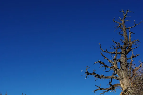 Árvore Céu Lua Área Vulcânica Floresta Nacional Dixie Utah — Fotografia de Stock