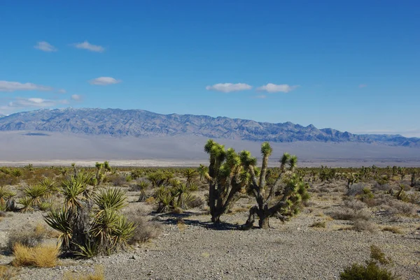 Joshua Yucca Φαρδείς Χώροι Και Ψηλά Βουνά Έρημος Nevada — Φωτογραφία Αρχείου