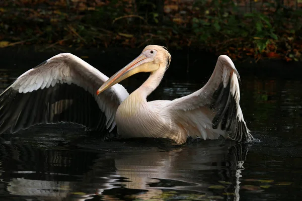 Oiseau Baignade Concept Sauvagerie — Photo