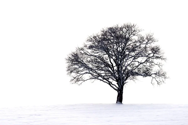 Leafless Tree Winter — Stock Photo, Image