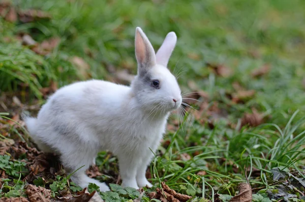 Lapin Blanc Dans Herbe — Photo