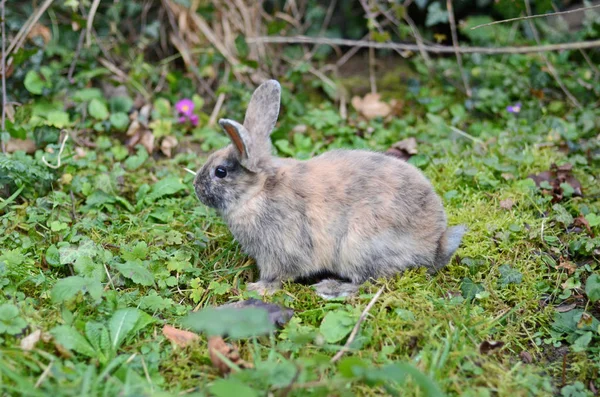 Schattig Konijn Close Schot — Stockfoto