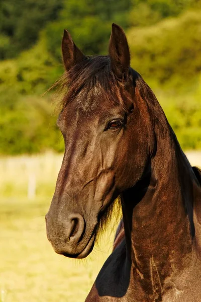 Pferde Tagsüber Freien — Stockfoto