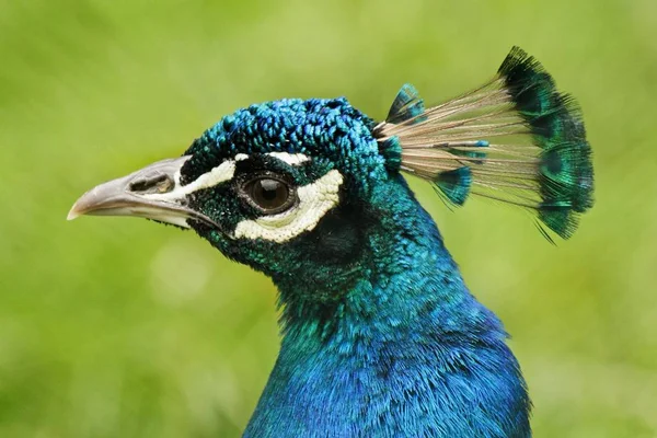 Tavus Kuşu Vahşi Yaşamdaki Manzarası — Stok fotoğraf