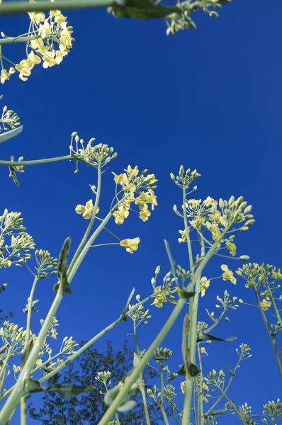 Niedriger Blickwinkel Auf Rapspflanzen Vor Blauem Himmel — Stockfoto