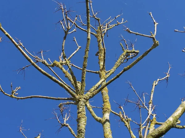 Schöne Botanische Aufnahme Natürliche Tapete — Stockfoto