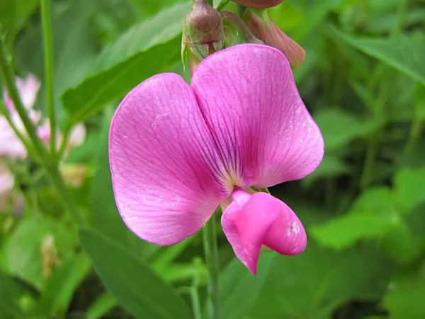 Una Fotografía Una Flor Rosa Campo —  Fotos de Stock