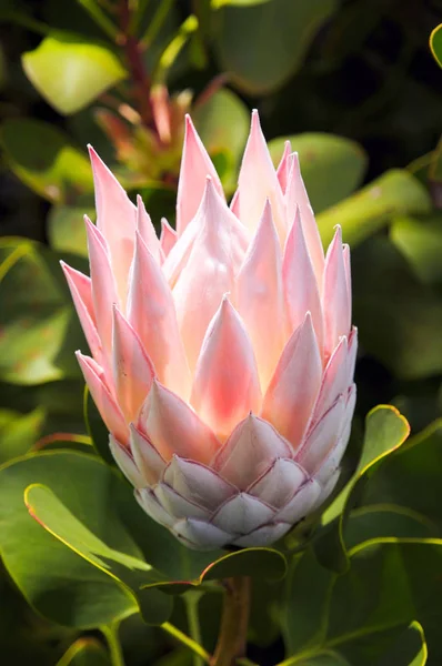 Königsprotea Protea Cynaroides — Stockfoto