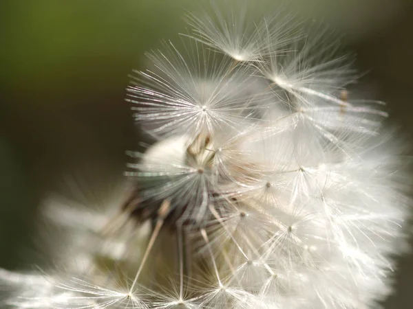 Prachtig Uitzicht Natuurlijke Paardebloem — Stockfoto