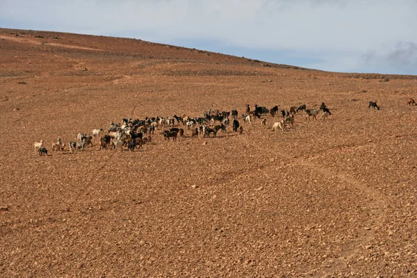 Herd Goats Stony Pasture Lanzarote — Stock Photo, Image