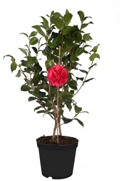 Camellia Japonica Árvore Flor Rosa — Fotografia de Stock