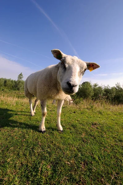 Primer Plano Las Ovejas Campo Mirando Curioso Cámara — Foto de Stock