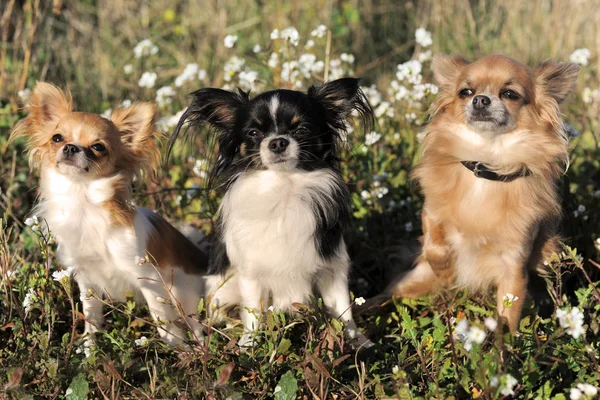Mały Pies Rodowodowy Chihuahua — Zdjęcie stockowe