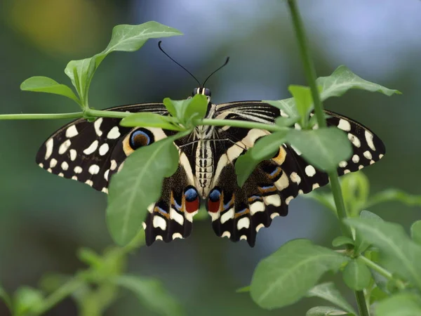 Close Uitzicht Van Exotische Mooie Falter — Stockfoto