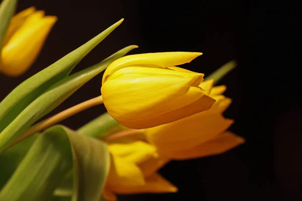 Żółte Tulipany Czarnym Tle — Zdjęcie stockowe