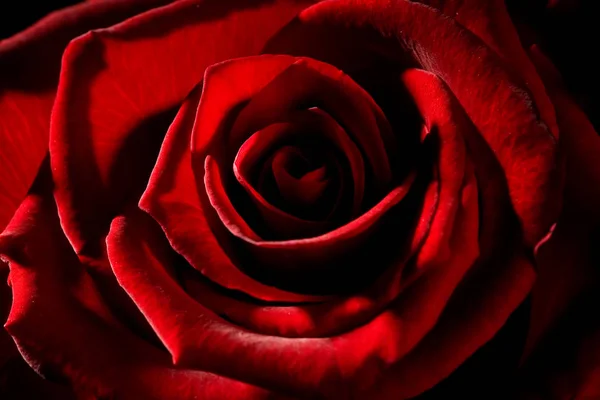 Detail Makro Červená Růže Silným Kontrastem — Stock fotografie