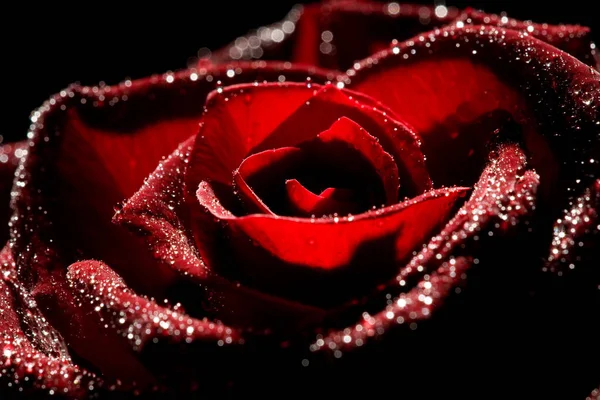 Красная Роза Сильным Контрастом Черном Фоне — стоковое фото