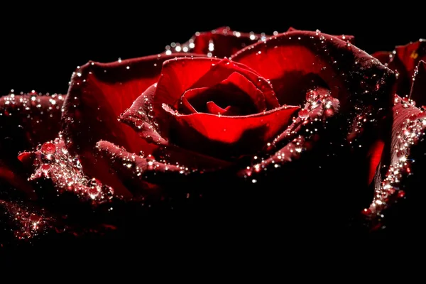 红玫瑰与黑色背景形成强烈反差 — 图库照片