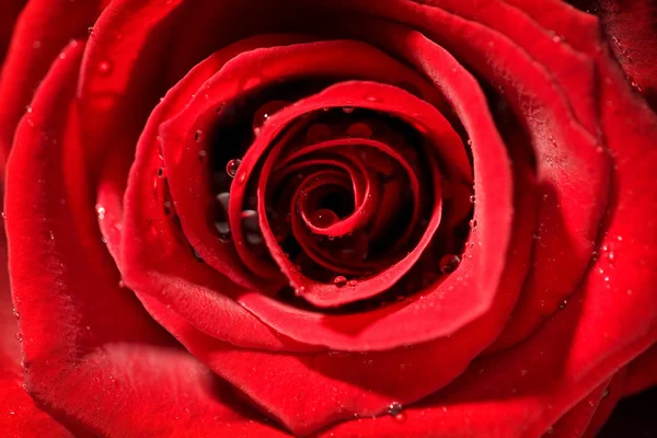 Detail Makro Mokrá Červená Růže Silným Kontrastem — Stock fotografie