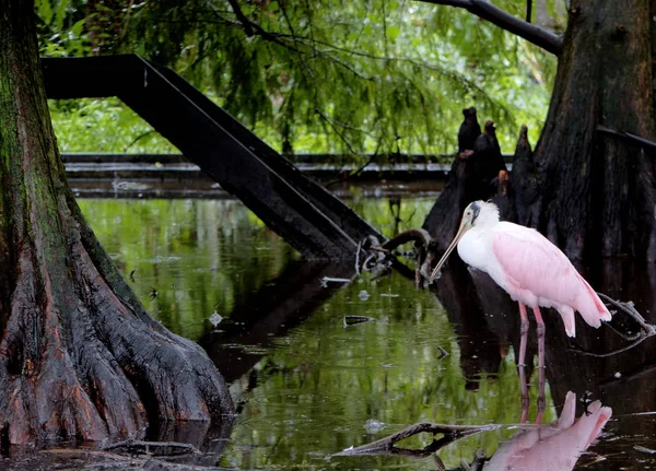 Una Espátula Rosada Pantano — Foto de Stock