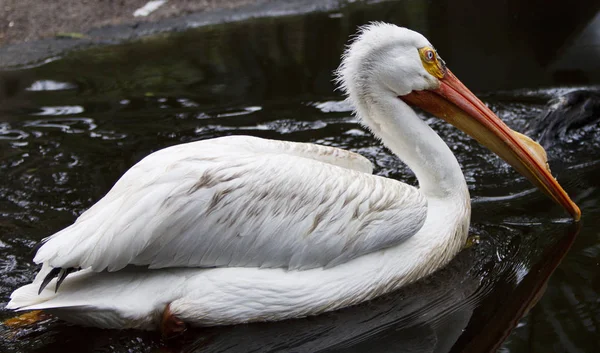 Nahaufnahme Eines Weißen Pelikans Der Tropischer Umgebung Schwimmt — Stockfoto
