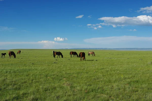Dzikie Konie Szerokie Otwarte Równiny Pobliżu Laramie Wyoming — Zdjęcie stockowe