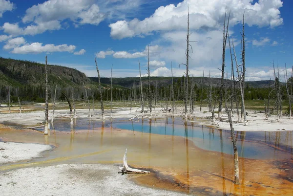 Árboles Secos Aguas Termales Parque Nacional Piedra Amarilla — Foto de Stock