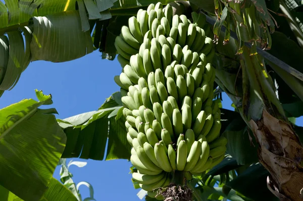 Μπανάνες Τροπικά Φρούτα Τρόφιμα — Φωτογραφία Αρχείου