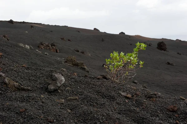 Kanariefågel Palma Flora Vegetation Vulkanaska — Stockfoto