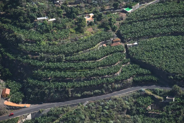 Isla Canaria Palma Plantaciones Plátanos — Foto de Stock