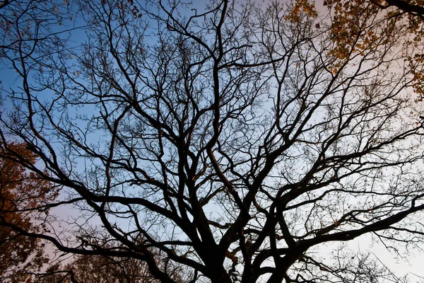 Corona Dell Albero Autunno — Foto Stock