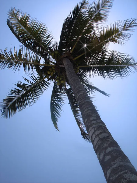 Pohon Palem Dengan Langit Biru — Stok Foto