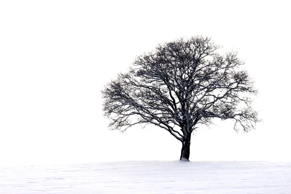 Árvore Sem Folhas Inverno Fotografias De Stock Royalty-Free