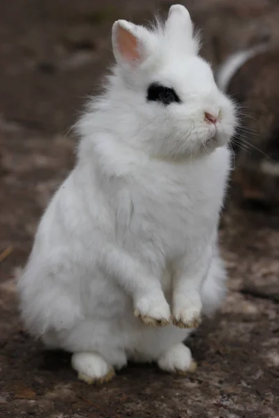 白い小人ウサギと黒い目の斑点がオスを作る — ストック写真