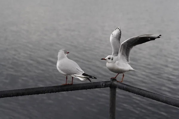 Schauen Sie Sich — Stockfoto