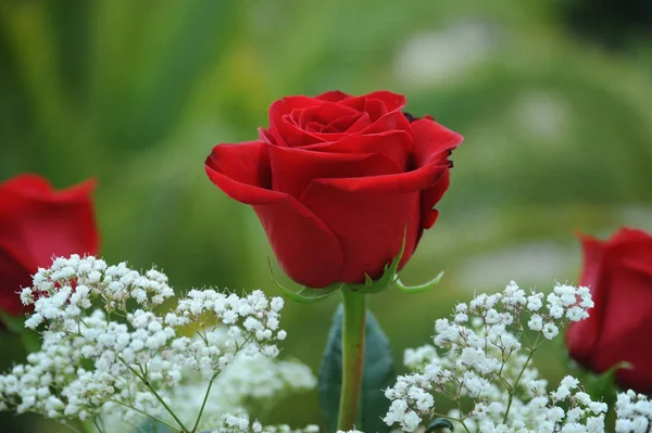 Okvětní Lístky Růží Flóra Květiny — Stock fotografie