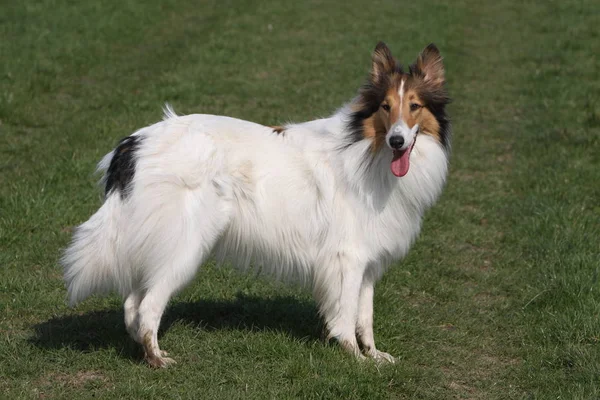 Cheveux Longs Collie Chien Animal Compagnie — Photo