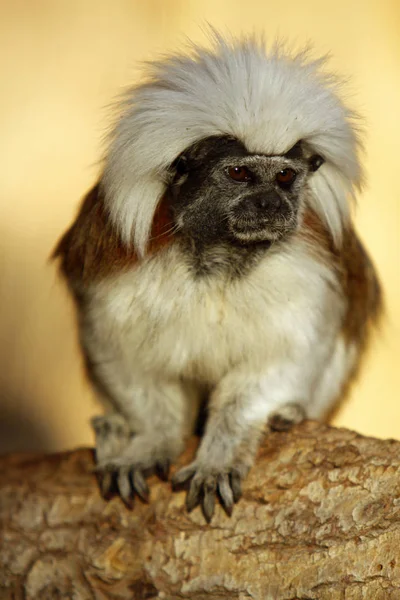 Primate Scimmia Animale Fauna Selvatica — Foto Stock