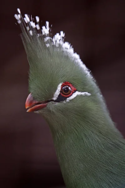 Vogelthema Malerischer Schuss — Stockfoto