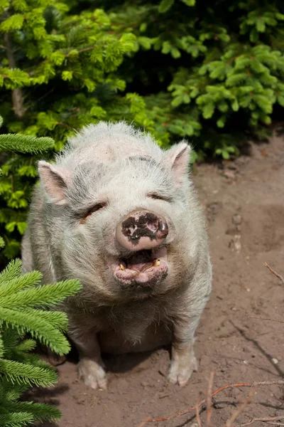 Animale Fattoria Attenzione Selettiva — Foto Stock