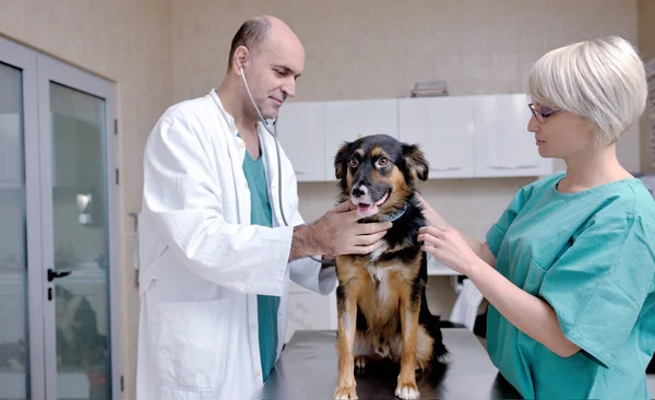 Retrato Veterinário Assistente Uma Pequena Clínica Animal Trabalho — Fotografia de Stock