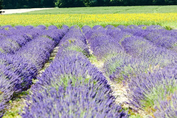 Pole Levandule Slunečnice Provence Francie — Stock fotografie