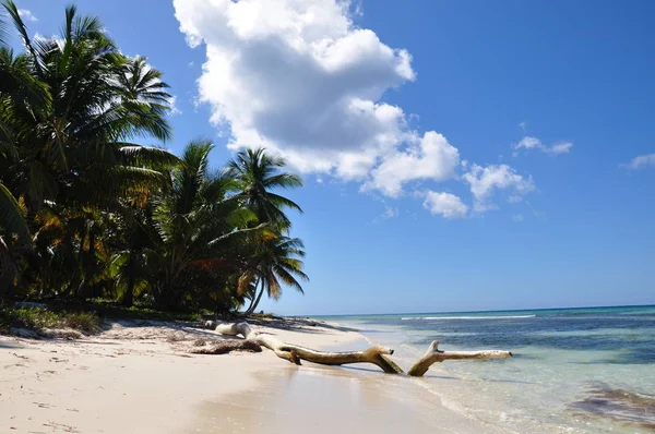 Playa Tropical Con Palmeras Cielo Azul — Foto de Stock